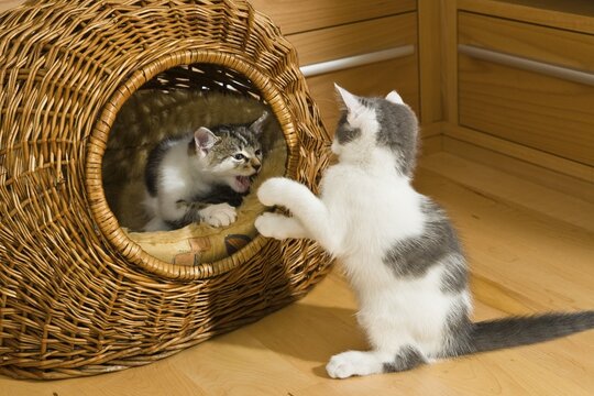 Kittens playing in cat basket