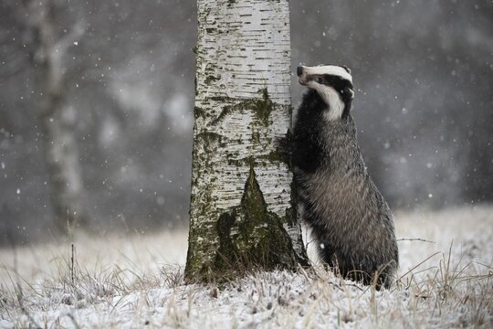 European badger (Meles meles) leaning against tree in winter, Eifel, Rhineland-Palatinate, Germany