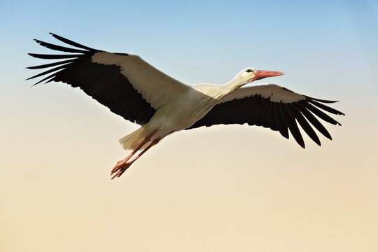 White Stork (Ciconia ciconia), in flight, wingspan, North Rhine-Westphalia, Germany