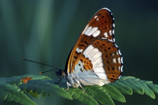 White Admiral (Limenitis camilla), Kramsach, Tirol, Austria
