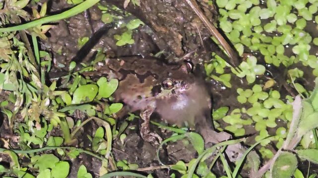 

Close-up of a tree frog inflating its vocal sac to call for a mate in a rice paddy at night  #002
야간에 논두렁 개구리밥 사이에서 울음주머니를 크게 부풀려 우는 청개구리 클로즈업 영상 #002

