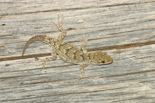 Kotschy's Gecko (Cyrtopodium kotschyi), regenerated tail, Peloponnese, Greece, Europe