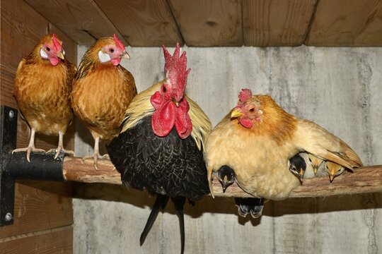 Bantam or Chabo, with chicks in the barn, Tyrol, Austria