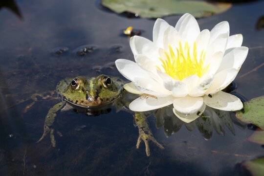 Marsh Frog (Rana ridibunda), European White Waterlily, White Lotus (Nymphaea alba)