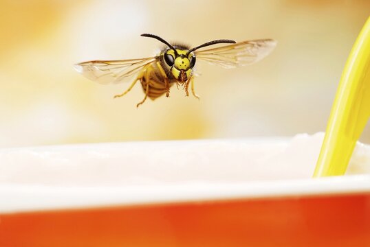 German wasp (Vespula germanica), in flight, at a yogurt mug, Germany