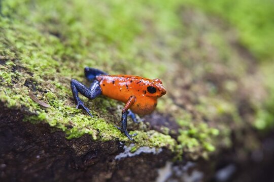 Strawberry Poison-dart Frog (Dendrobates pumilio), calling, rainforest, Braulio Carrillo National Park, Costa Rica, Central America