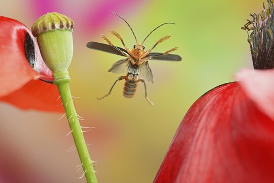 Variable soft-bodied beetle (Cantharis livida) in flight on the inflorescences of the corn poppy (Papaver rhoeas L.)