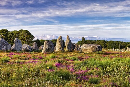 Flowering heath, stone circle, stone row, menhirs near Carnac, megalithic culture, Brittany, France