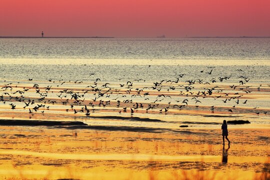 Orange-red sunset over the North Sea, walker and seagulls, silhouettes on the beach, Duhnen, Cuxhaven, Lower Saxony, Germany