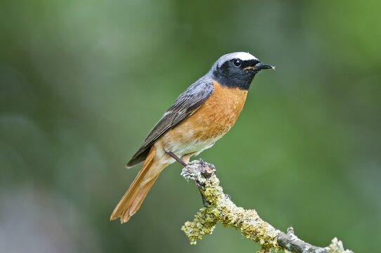 Common Redstart (Phoenicurus phoenicurus), male, Baden-W&uuml;rttemberg, Germany