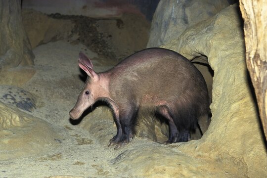 Aardvark (Orycteropus afer) leaving den, zoo, Africa