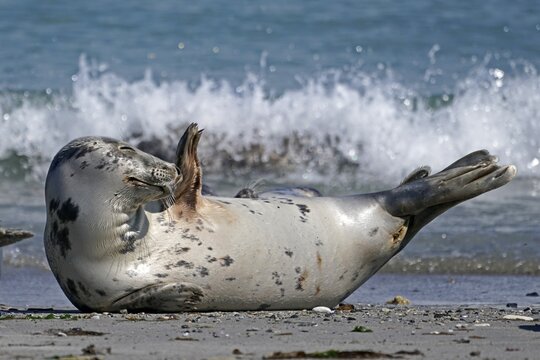 Grey seal (Halichoerus grypus) lying on the beach, Helgoland, Schleswig-Holstein, Germany