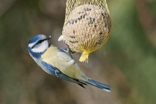 Blue Tit (Cyanistes caeruleus) clinging to fat ball, Baden-W&uuml;rttemberg, Germany
