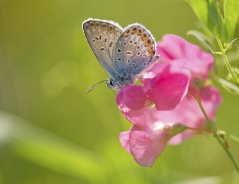 Common Blue (Polyommatus icarus) sucking nectar, Thuringia, Germany