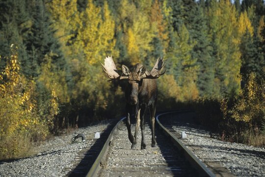 Moose or Elk bull (Alces alces) walking between railway tracks, Alaska, USA
