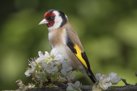 European goldfinch (Carduelis carduelis), goldfinch on cherry tree branch, Baden-W&uuml;rttemberg, Germany
