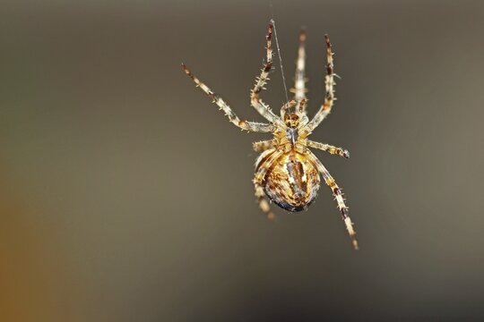 European garden spider (Araneus diadematus) hanging on thread, Germany
