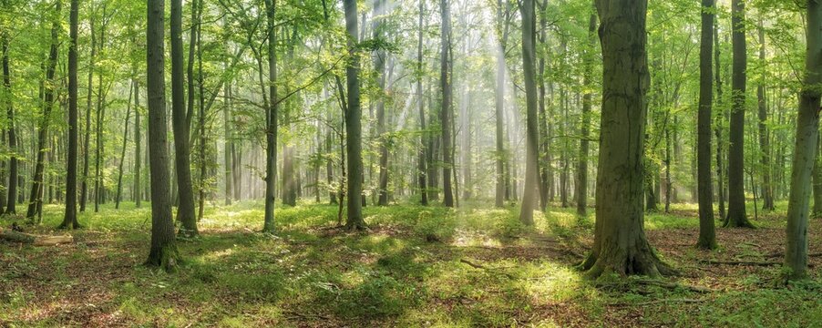Panorama, sun shining through natural open beech forest with morning sun, Burgenlandkreis, Saxony-Anhalt, Germany