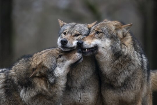 Gray wolf (Canis lupus), Kempfeld, Rheimland-Pfalz, Germany