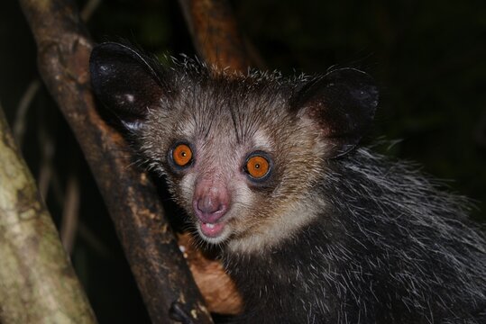 Aye-aye (Daubentonia madagascariensis) in the rainforests of Masoala, Madagascar