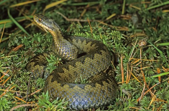 Common European Adder (Vipera berus) in defensive position