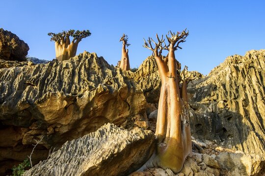 Bottle Trees (Adenium obesum) in bloom, endemic species, Socotra, Yemen