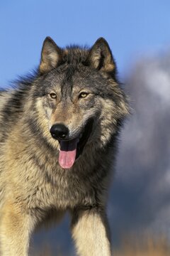 Wolf, Timberwolf (Canis lupus), North America