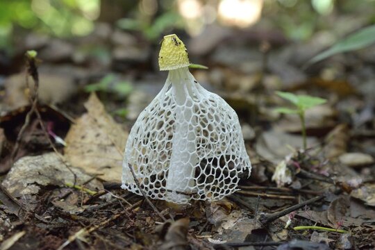 Phallus multicolor (Phallus multicolor), Lob&eacute;k&eacute; National Park, Southwest Region, Cameroon