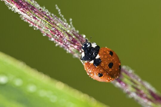 Seven-spot Ladybird (Coccinella septempunctata) with dew drops, Bavaria, Germany, Europe