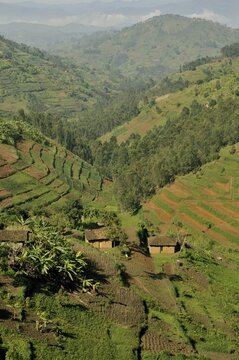 Typical hilly landscape near Busengo, Rwanda, Africa