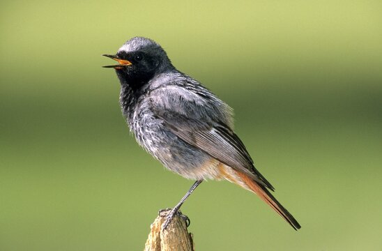 Black Redstart (Phoenicurus ochruros), male