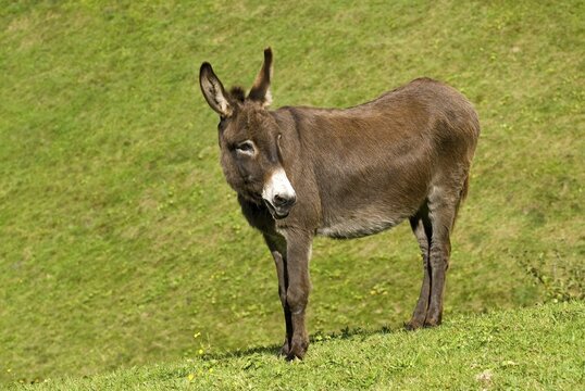 Donkey (Equus asinus asinus), Schwaz, Tyrol, Austria, Europe