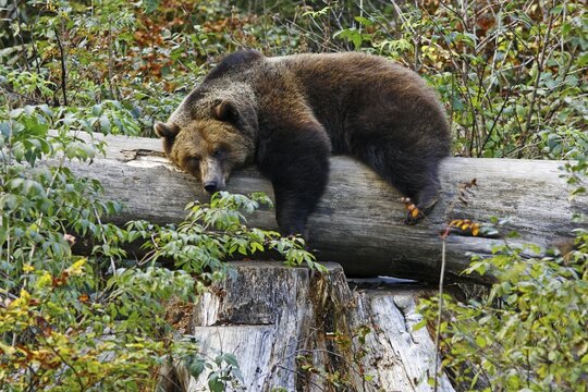 Brown bear (Ursus arctos) lying on tree trunk, outdoor enclosure Bavarian Forest, Germany