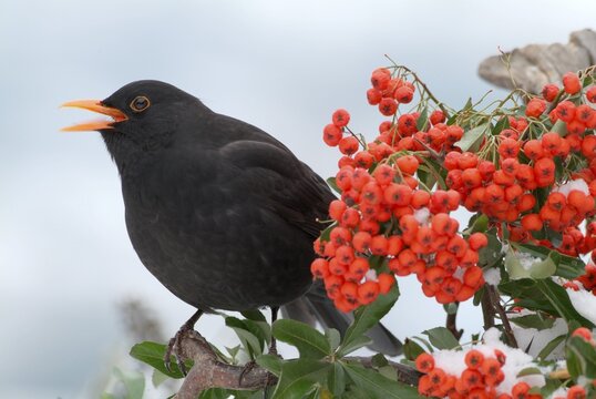 Blackbird (Turdus merula), Schwaz, Tyrol, Austria, Europe