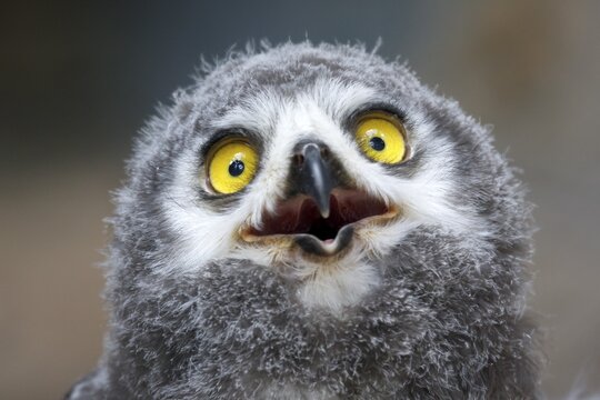 Snowy owl (Nyctea scandiaca) Young bird, chick, portrait, captive