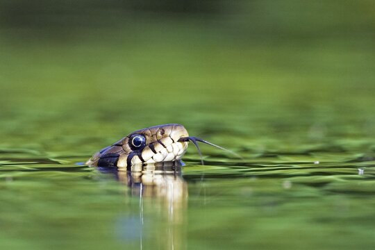 Grass snake (Natrix natrix), swimming, tonguing, Middle Elbe Biosphere Reserve, Germany