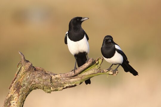 Common Magpies (Pica pica)