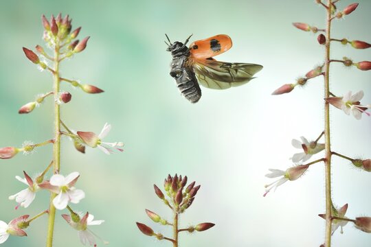 Willow Clytra (Clytra laeviuscula) in flight on the great Enchanter's nightshade (Circaea lutetiana), Germany