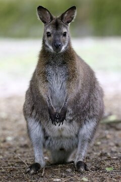Red-necked wallaby (Macropus rufogriseus), animal portrait, captive, Germany
