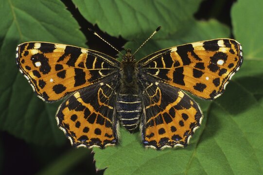 Map (butterfly) [Araschnia levana] in spring