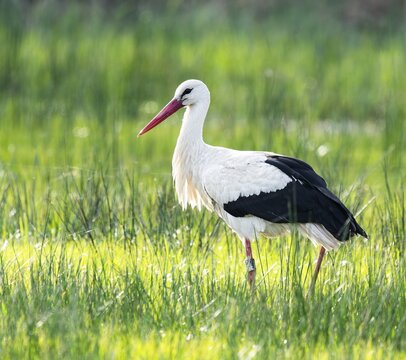 White stork (Ciconia ciconia) foraging in a meadow, spider threads on the grass, Lower Saxony, Germany