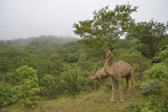 Dromedary (Camelus dromedarius) feeding from a tree during the monsoon season, or Khareef season, in the green mountains, Wadi Derbat, near Salalah, Dhofar Region, Oman