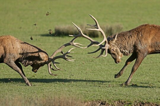 Red deer (Cervus elaphus), stag fighting during the rut, captive, France
