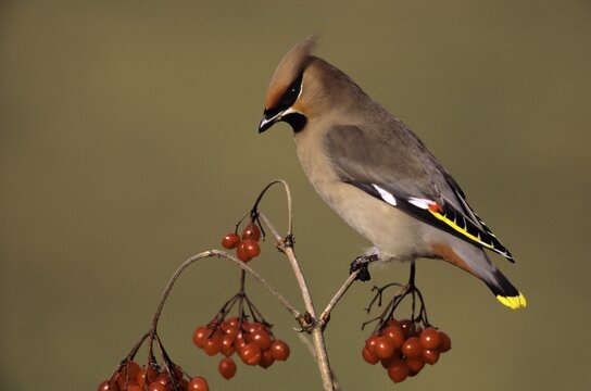 Bohemian Waxwing (Bombycilla garrulus) on the fruits of a Snowball Tree