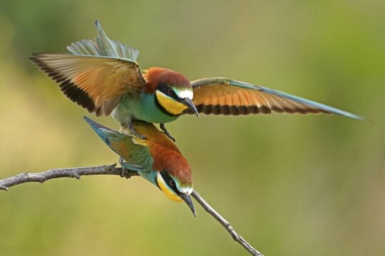 Two bee-eaters (Merops apiaster), animal pair, copulate on branch, Rhineland-Palatinate, Germany