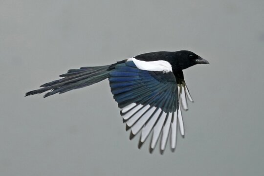 European magpie (Pica pica) flying, Germany