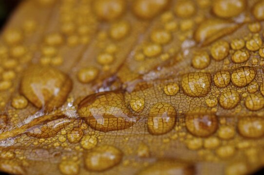 Dew drop in autumn on golden beech leaf , Detail