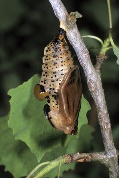 Poplar Admiral (Limenitis populi), cocoon