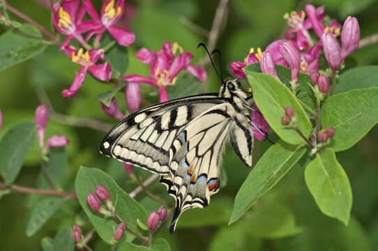 Old World Swallowtail (Papilio machaon) butterfly, outer wings, Untergr&ouml;ningen, Abtsgmuend, Baden-W&uuml;rttemberg, Germany