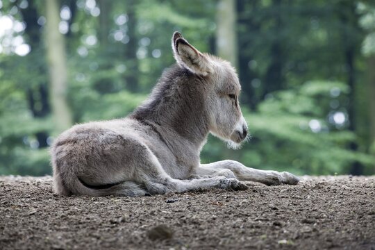 Thuringian Forest Donkey (Equus asinus), foal, Daun Wildlife Park, Vulkaneifel, Rhineland-Palatinate, Germany, Europe